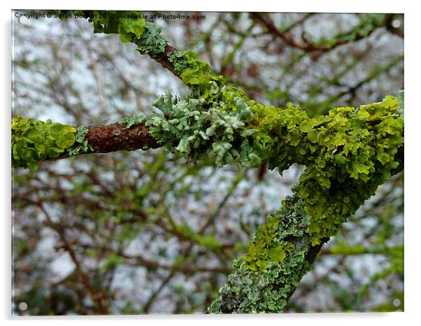 Winter lichen Acrylic by Sarah Bonnot