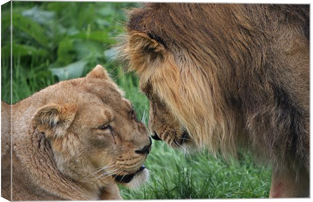Lion and Lioness Canvas Print by P H