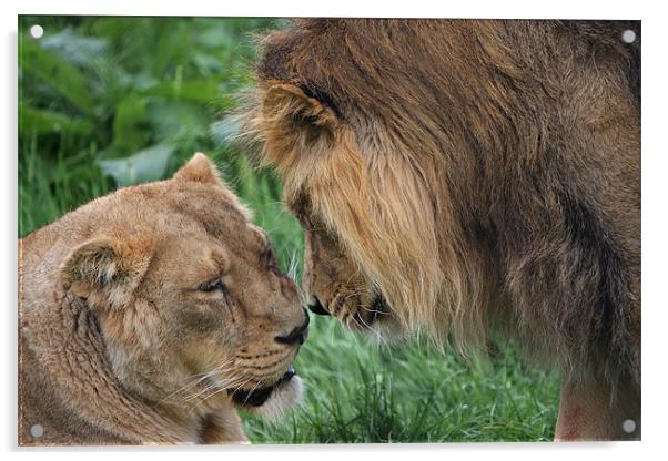 Lion and Lioness Acrylic by P H