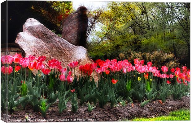    Flower  ..Tulip Garden on a Rainy Day Canvas Print by Elaine Manley