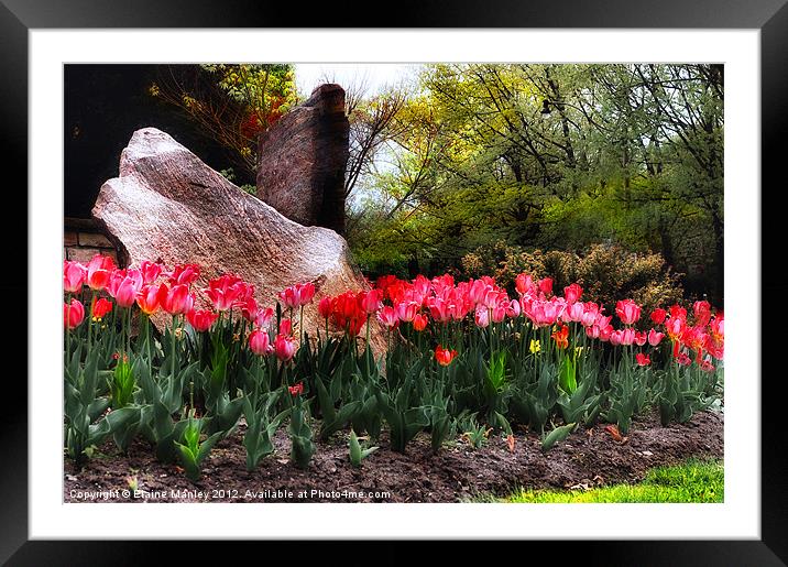   Flower  ..Tulip Garden on a Rainy Day Framed Mounted Print by Elaine Manley