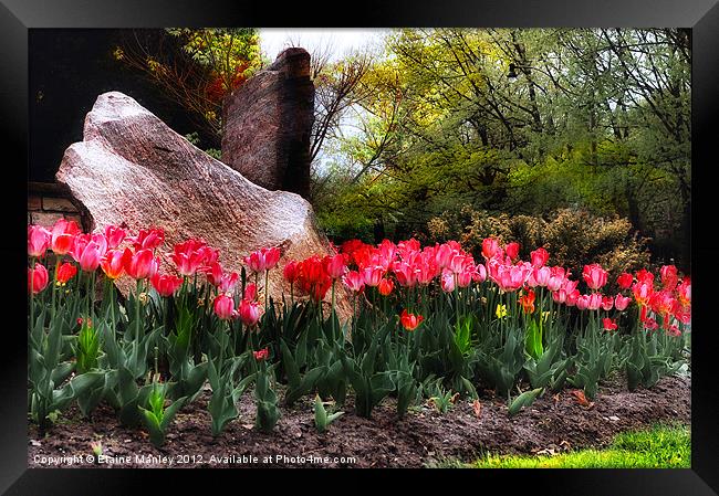    Flower  ..Tulip Garden on a Rainy Day Framed Print by Elaine Manley