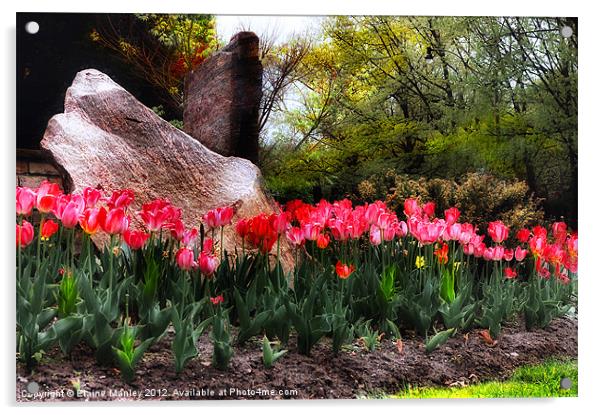    Flower  ..Tulip Garden on a Rainy Day Acrylic by Elaine Manley