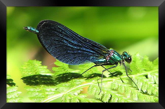 Beautiful Demoiselle Framed Print by Chris Keast