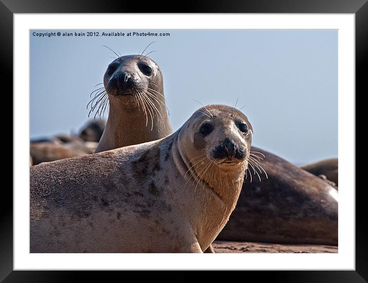Seals on the beach Framed Mounted Print by alan bain