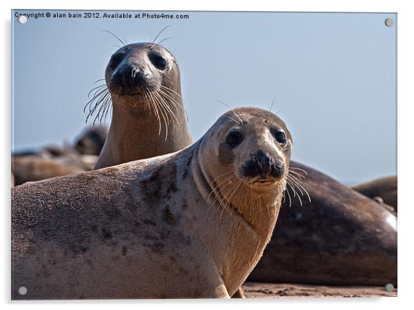 Seals on the beach Acrylic by alan bain