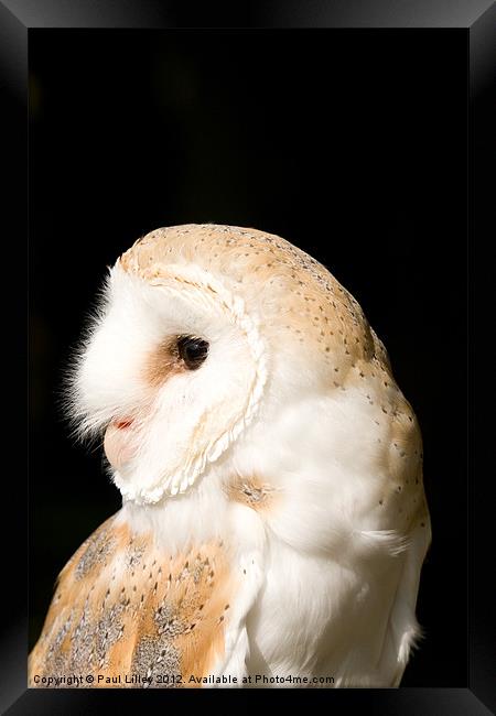 Barn Owl (Tyto alba) Framed Print by Digitalshot Photography