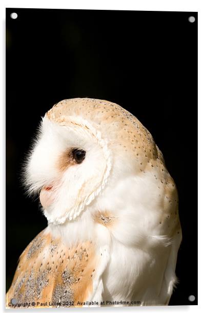 Barn Owl (Tyto alba) Acrylic by Digitalshot Photography