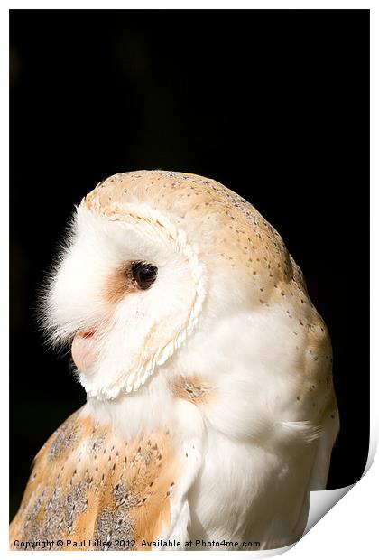 Barn Owl (Tyto alba) Print by Digitalshot Photography