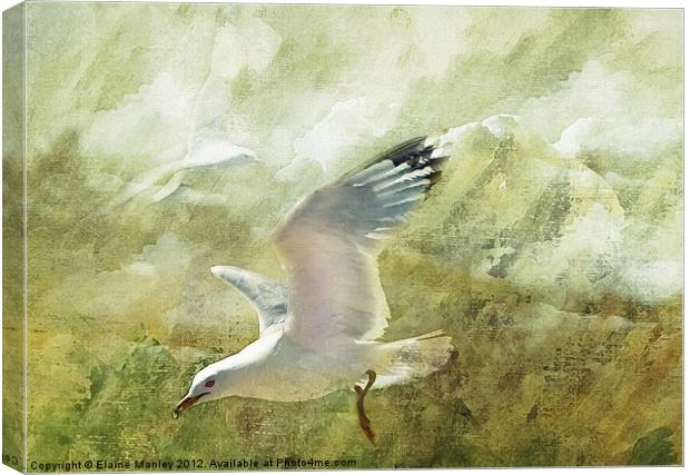 Soaring High Canvas Print by Elaine Manley