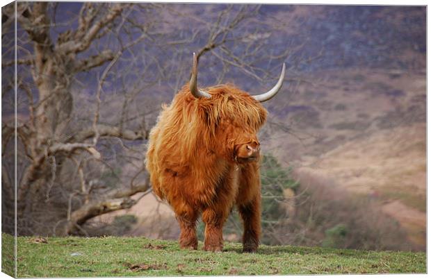 Highland Cattle Canvas Print by james green