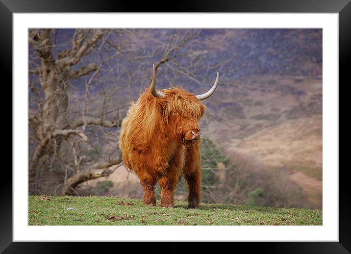 Highland Cattle Framed Mounted Print by james green