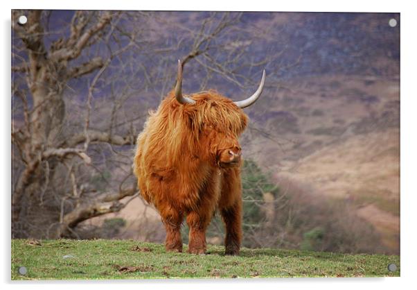 Highland Cattle Acrylic by james green
