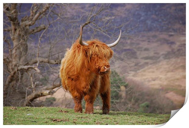 Highland Cattle Print by james green