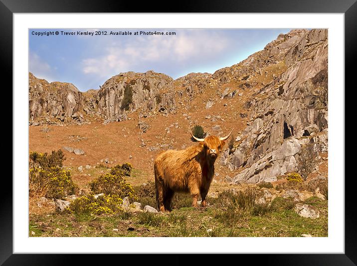 Highland Cow Framed Mounted Print by Trevor Kersley RIP