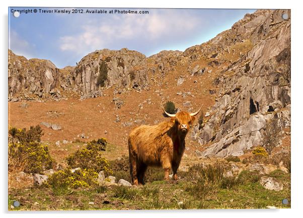 Highland Cow Acrylic by Trevor Kersley RIP