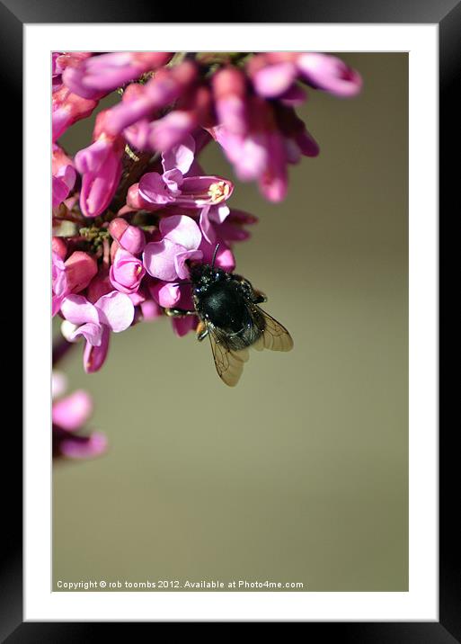 IT'S ALL ABOUT THE POLLEN Framed Mounted Print by Rob Toombs