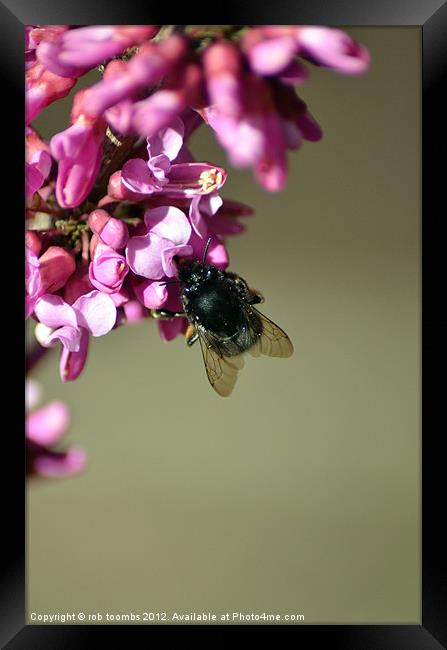 IT'S ALL ABOUT THE POLLEN Framed Print by Rob Toombs