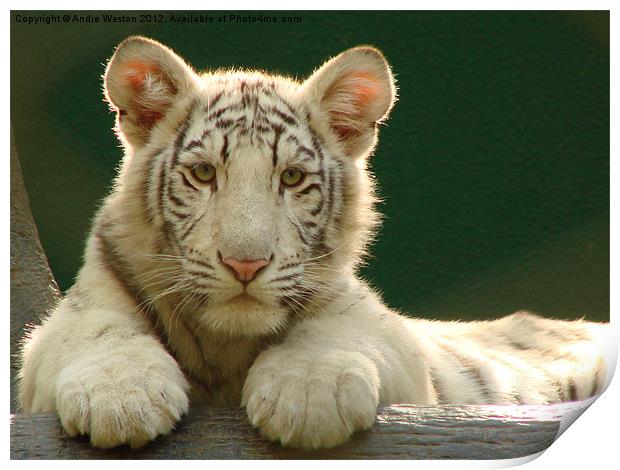 White Tiger Cub Print by Andie Weston