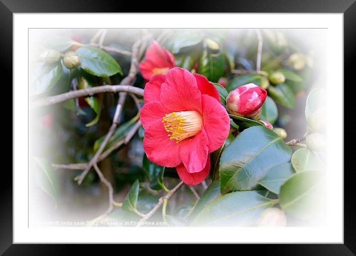 camellia japonica Framed Mounted Print by linda cook