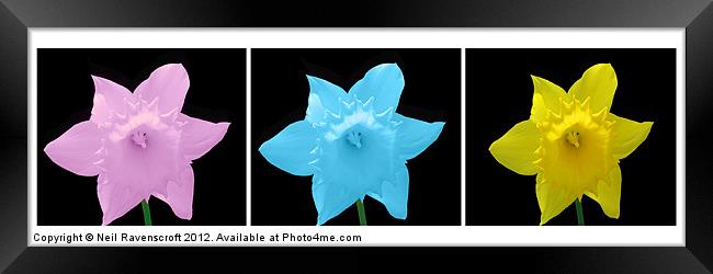 Trio of daffodils Framed Print by Neil Ravenscroft