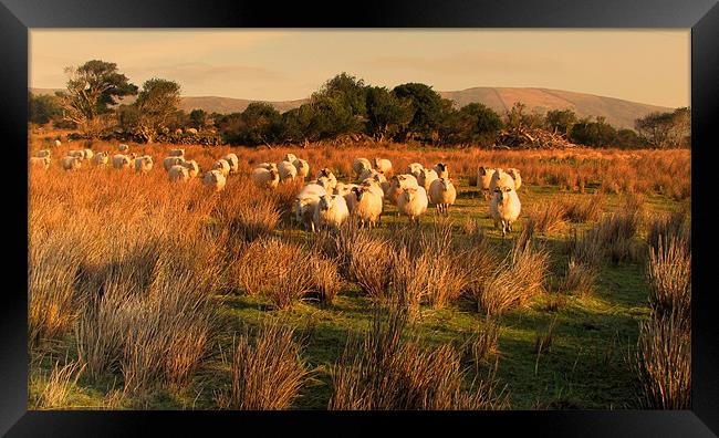 Sheep in Cloghane Framed Print by barbara walsh