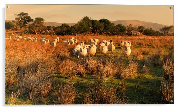 Sheep in Cloghane Acrylic by barbara walsh