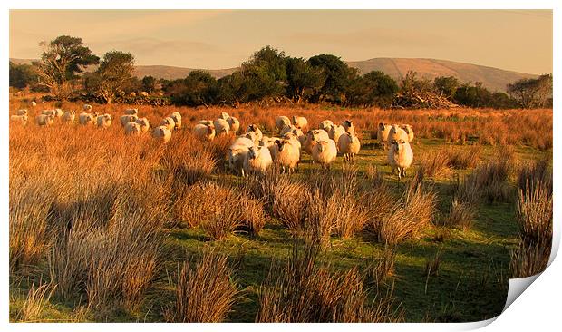 Sheep in Cloghane Print by barbara walsh