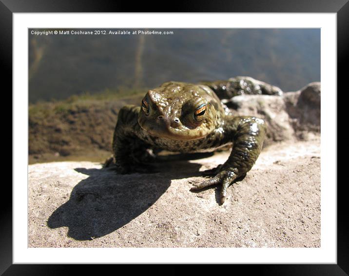 Emerging Frog Framed Mounted Print by Matt Cochrane