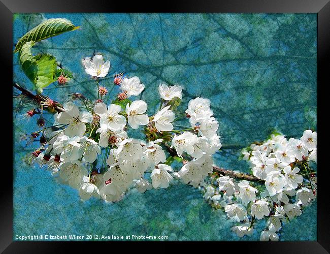 Blossom Texture Framed Print by Elizabeth Wilson-Stephen