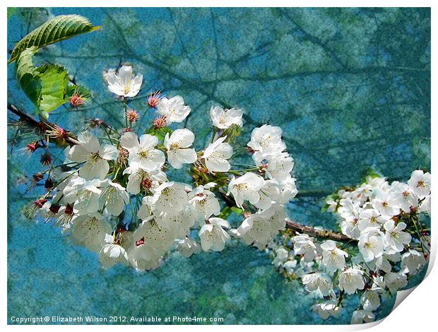 Blossom Texture Print by Elizabeth Wilson-Stephen