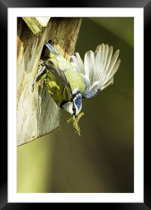 Blue Tit leaving next box Framed Mounted Print by George Cox