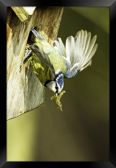 Blue Tit leaving next box Framed Print by George Cox