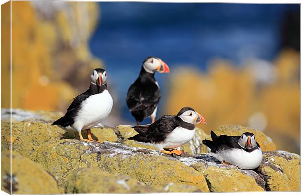 Puffins Canvas Print by Grant Glendinning