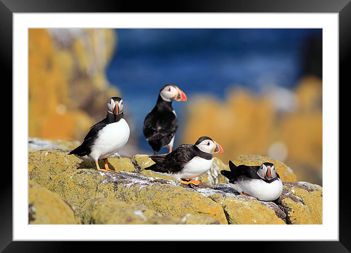 Puffins Framed Mounted Print by Grant Glendinning