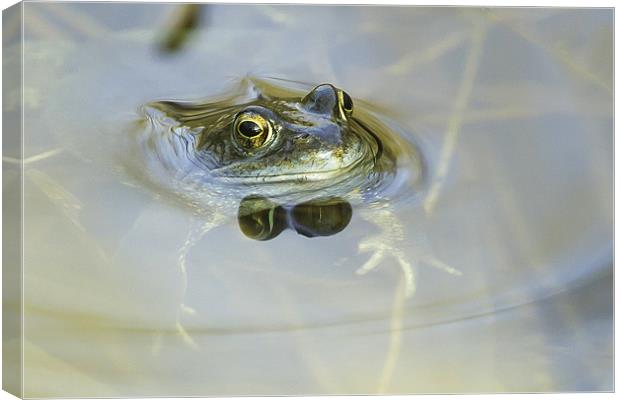 Common Frog Canvas Print by George Cox