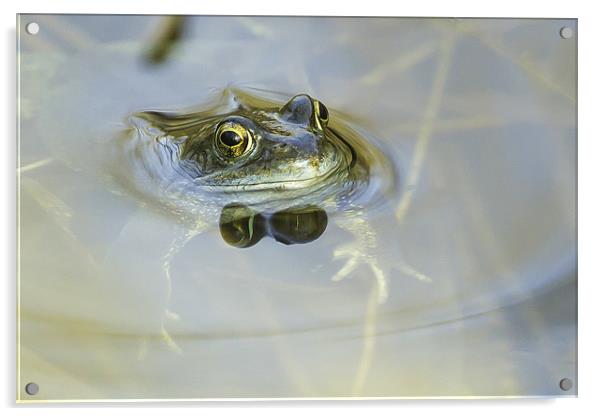 Common Frog Acrylic by George Cox