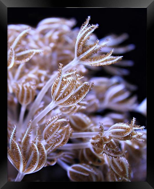 Feathery Sea Weed Framed Print by Rachel Webb