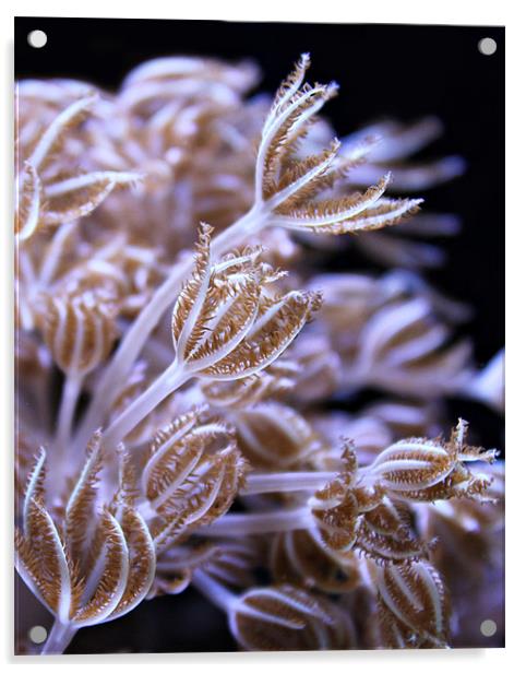Feathery Sea Weed Acrylic by Rachel Webb