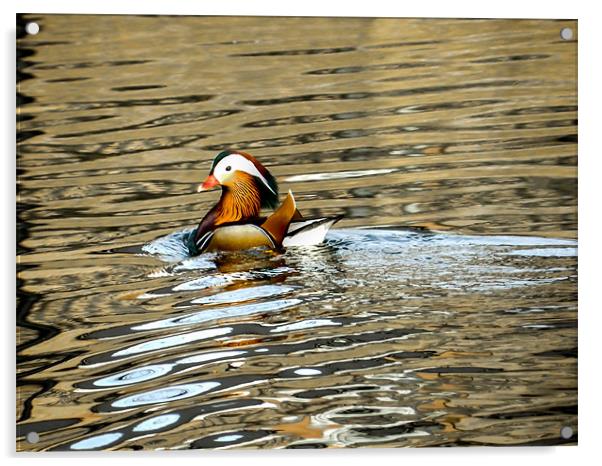 Mandarin Male Acrylic by Jack Jacovou Travellingjour