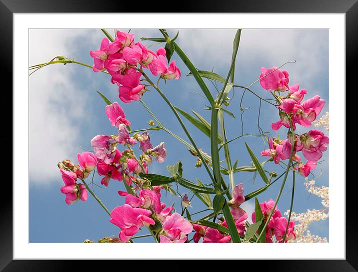 Sweet Pea Framed Mounted Print by Will Black