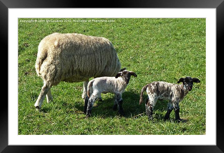 Twin Baby Lambs Framed Mounted Print by John McCoubrey