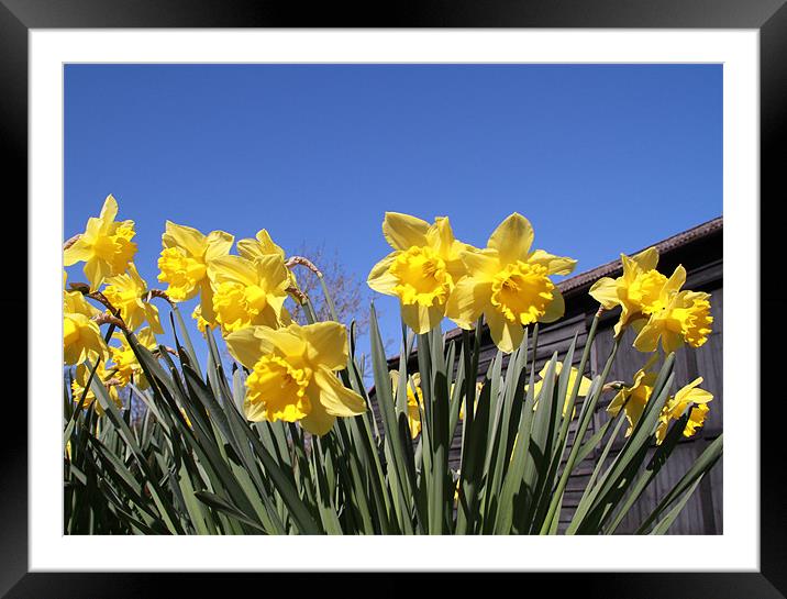 Yellow daffs, Blue Sky Framed Mounted Print by Will Black