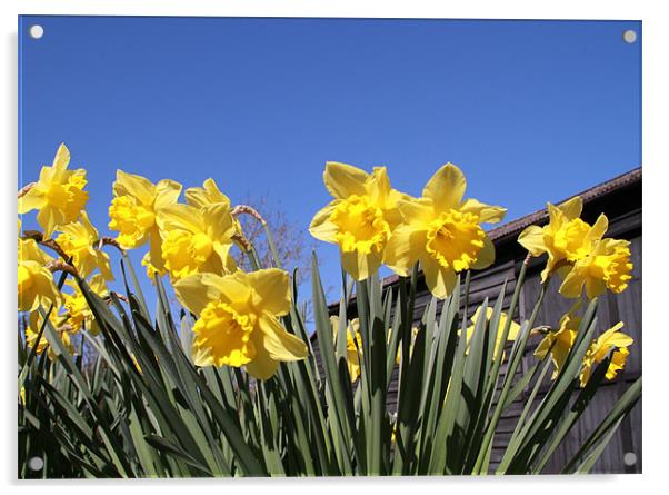 Yellow daffs, Blue Sky Acrylic by Will Black