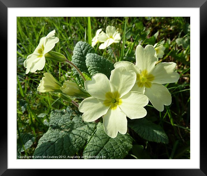 Wild Primrose Framed Mounted Print by John McCoubrey