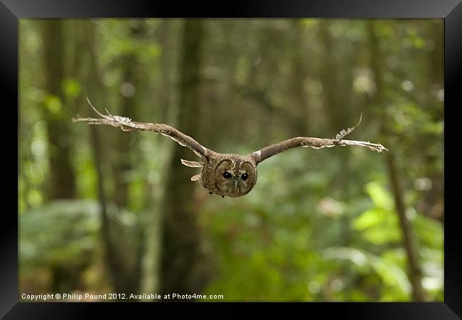 Tawny Owl in Flight Framed Print by Philip Pound