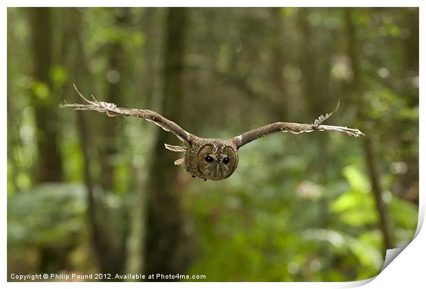 Tawny Owl in Flight Print by Philip Pound