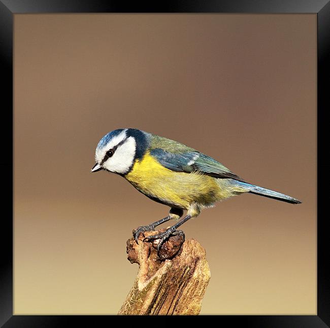 Blue tit Framed Print by Grant Glendinning