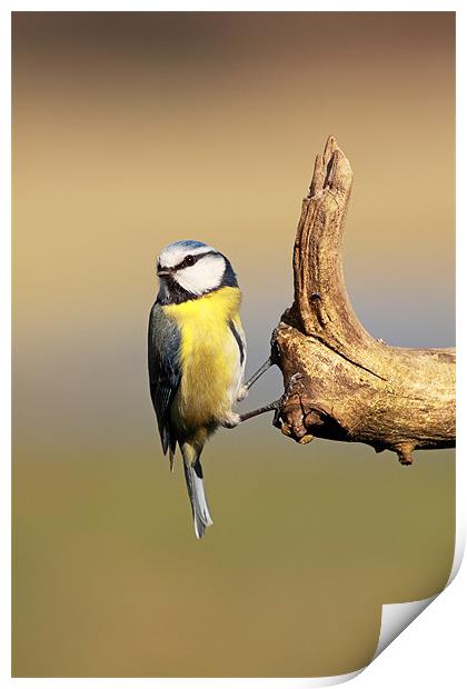 Blue tit Print by Grant Glendinning