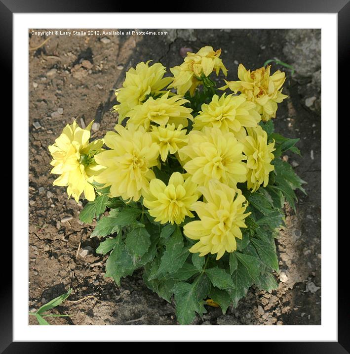 Flowers,     Nature Framed Mounted Print by Larry Stolle